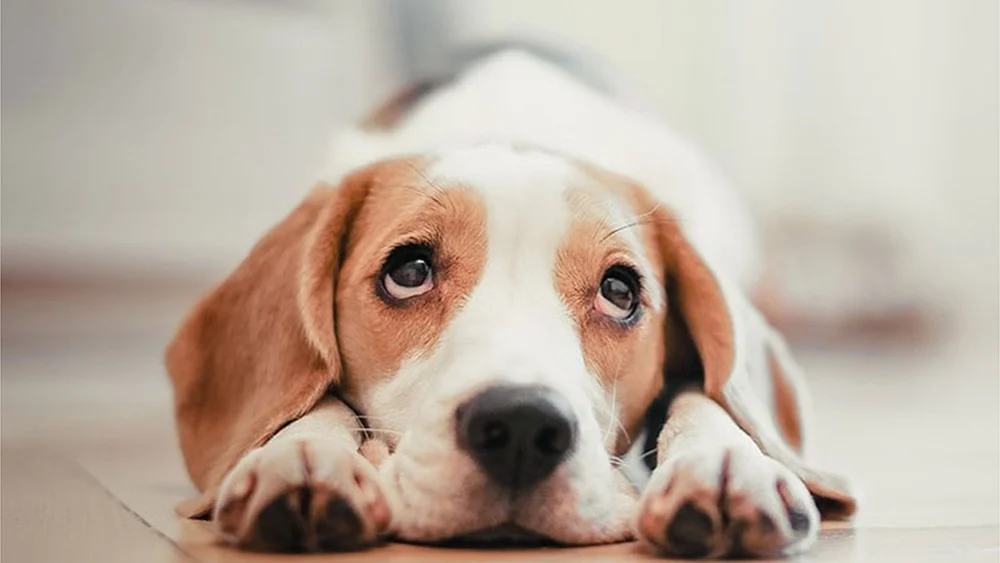 Dog - DIVI5